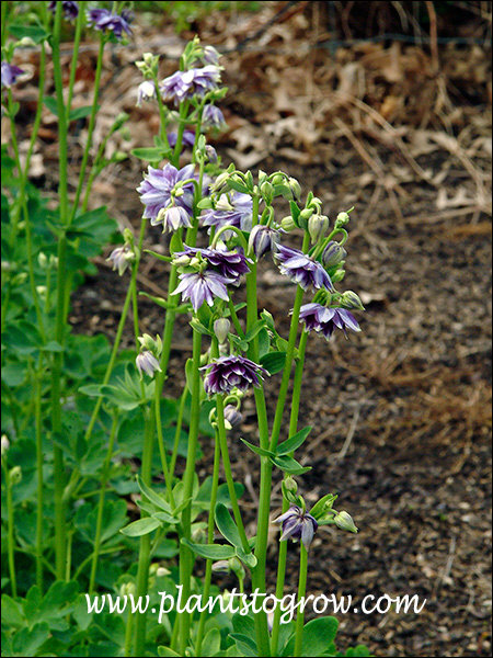 Christa Barlow Columbine (may 29)